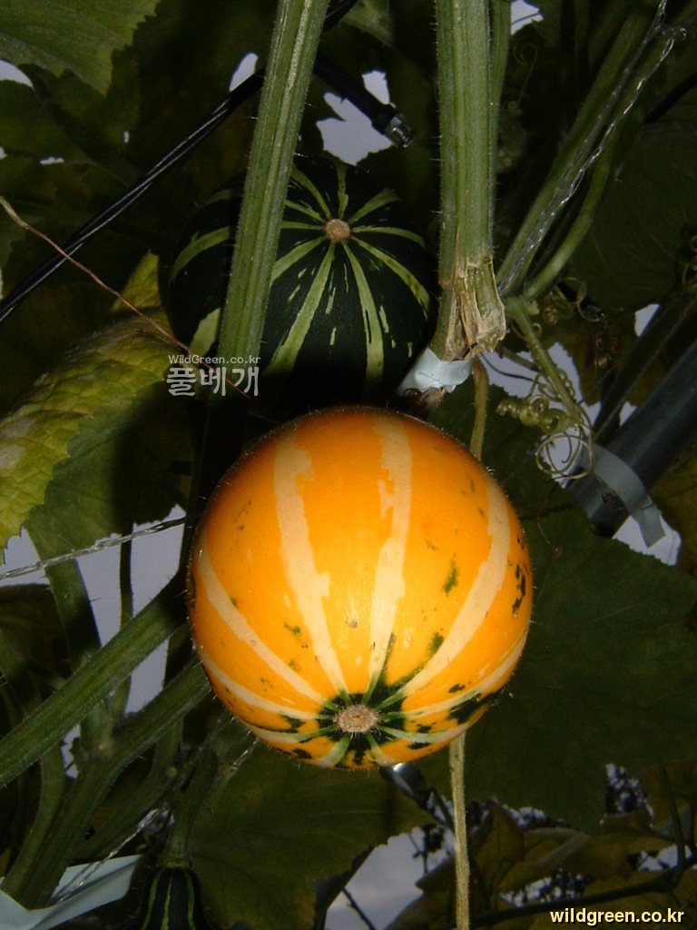 DSCF0129.JPG : 이색 칼라배 호박