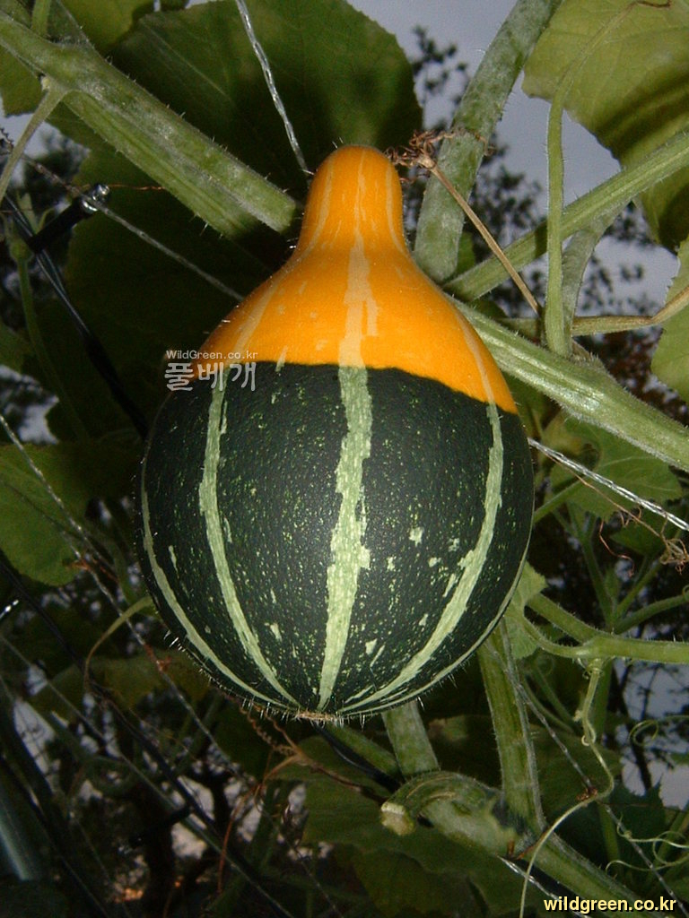 DSCF0125.JPG : 이색 칼라배 호박