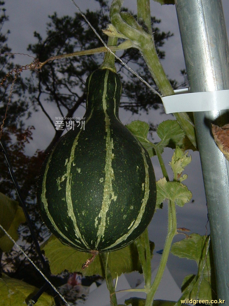 DSCF0127.JPG : 이색 칼라배 호박