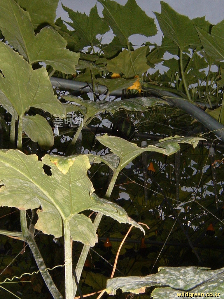 DSCF0133.JPG : 이색 칼라배 호박