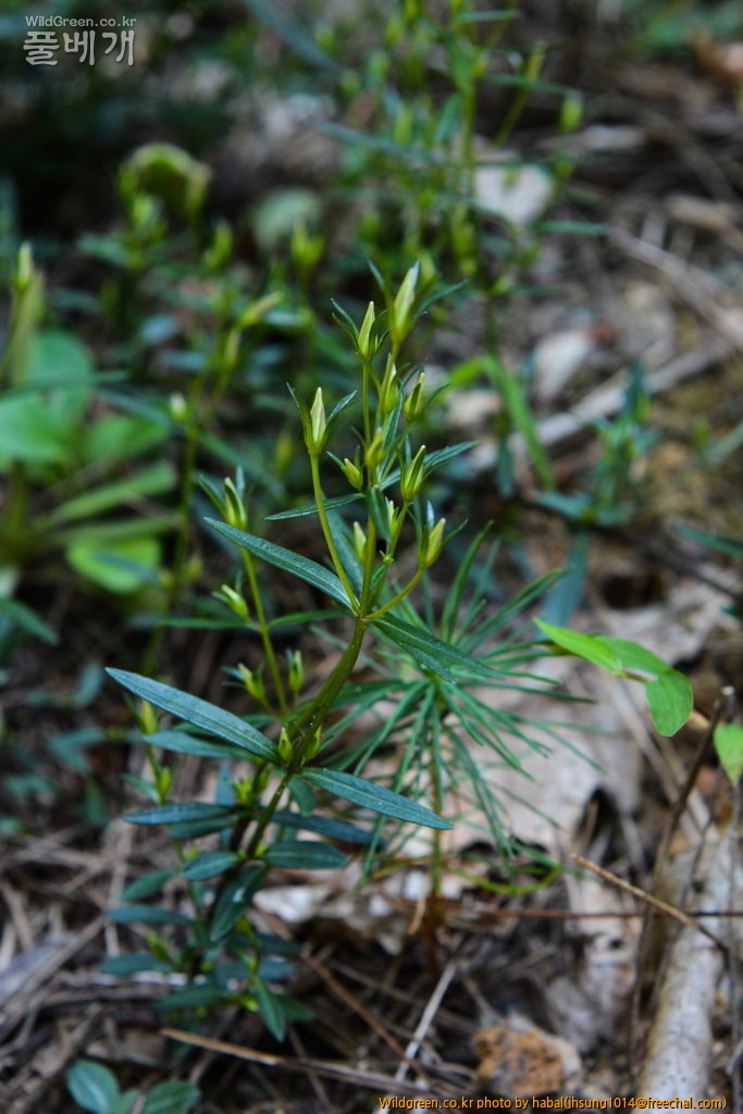 쓴풀 (5).JPG : 쓴풀