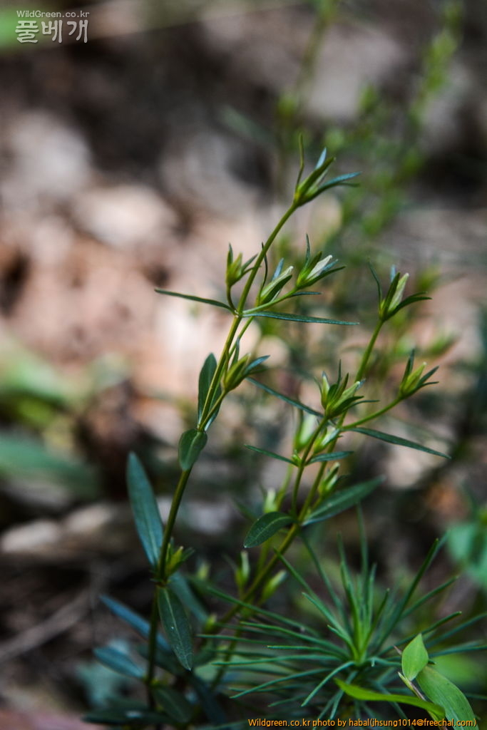 쓴풀 (7).JPG : 쓴풀