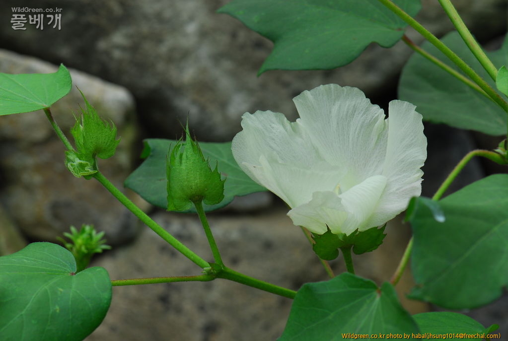 DSC_5471.JPG : 목화