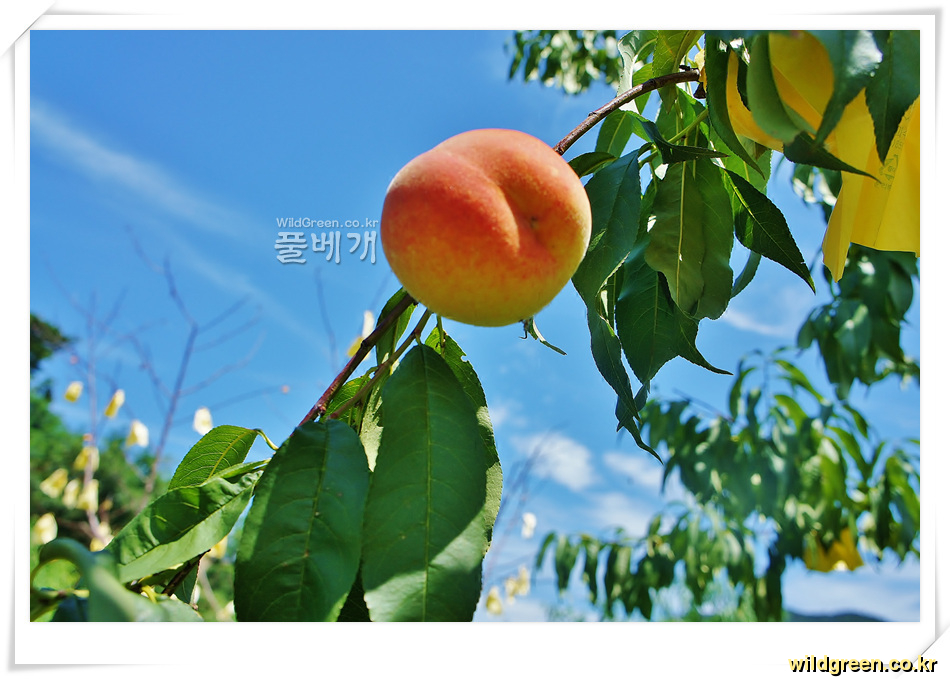 복숭아 (4).jpg : 황도복숭아