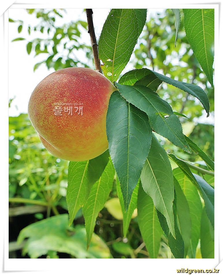 복숭아 (5).jpg : 황도복숭아