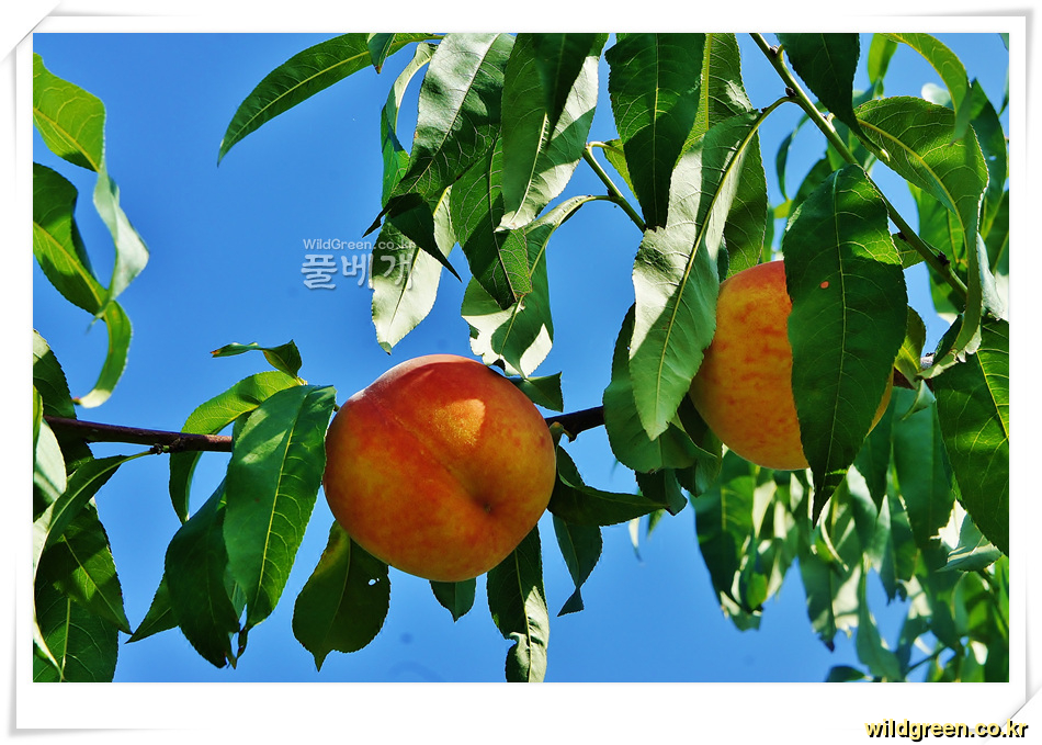 복숭아 (3).jpg : 황도복숭아
