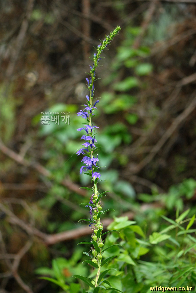 DSC_9555.JPG : 숫잔대