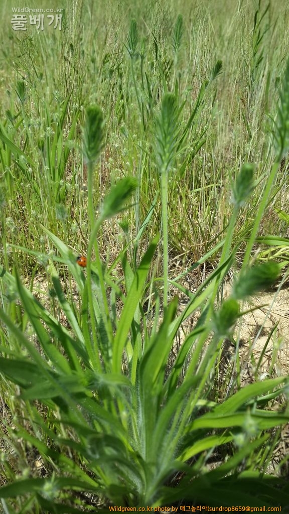 192.jpg : 긴포꽃질경이 192.jpg : 긴포꽃질경이