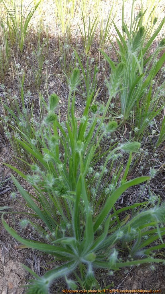 186.jpg : 긴포꽃질경이 186.jpg : 긴포꽃질경이