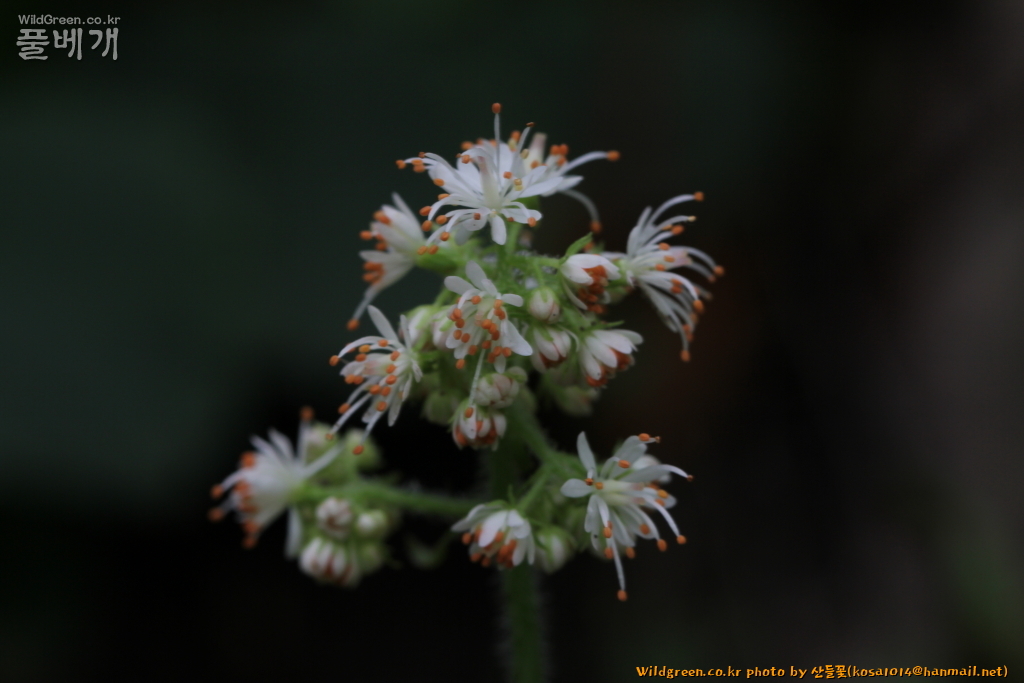 2021.07.06 구실바위취 (3).JPG