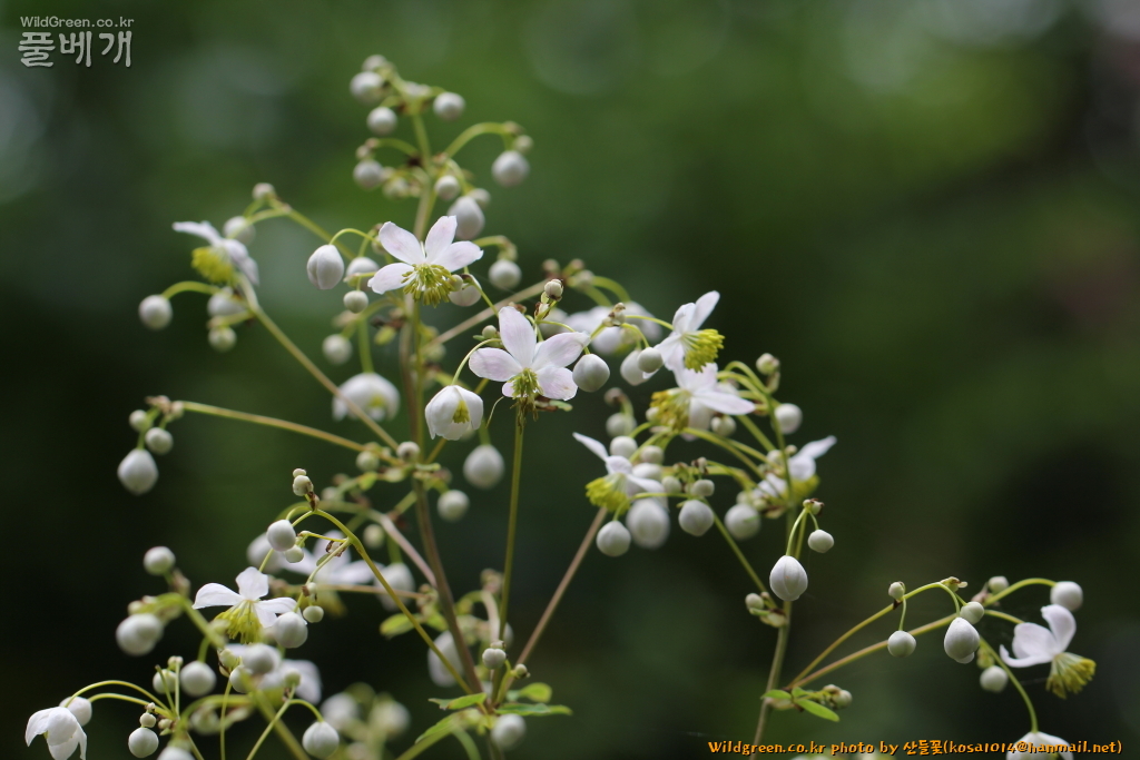 2021.07.06 금꿩의다리 흰색 (3).JPG