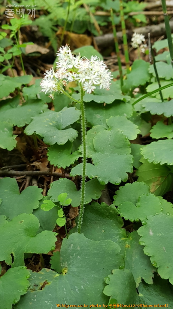 2021.07.06 구싷바위취.JPG