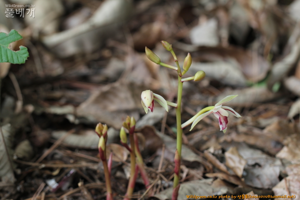 2021.07.06 대흥란 (3).JPG