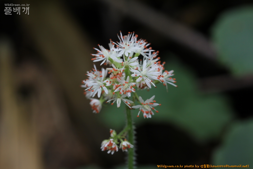 2021.07.06 구실바위취 (2).JPG