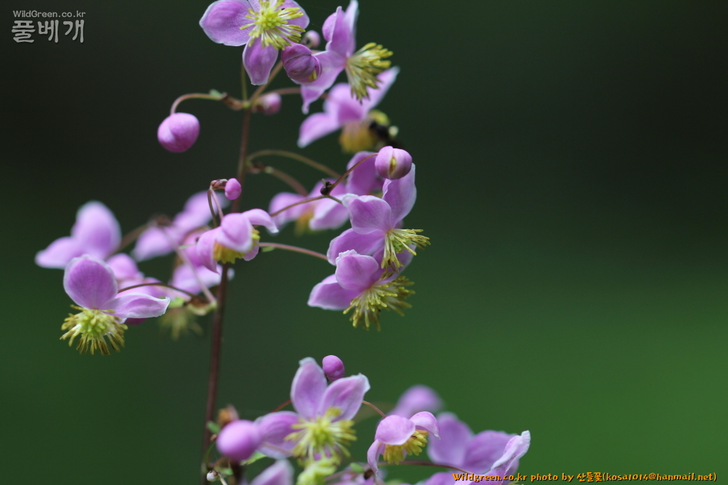2021.07.06 금꿩의다리 (4).JPG