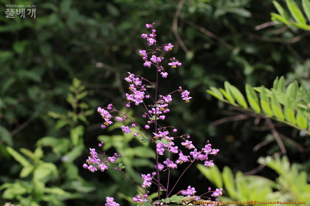 2021.07.06 금꿩의다리 (7).JPG