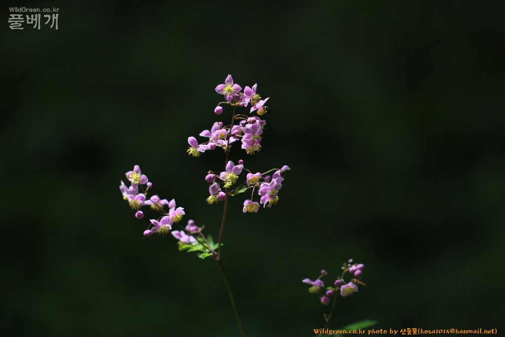 2021.07.06 금꿩의다리 (1).JPG