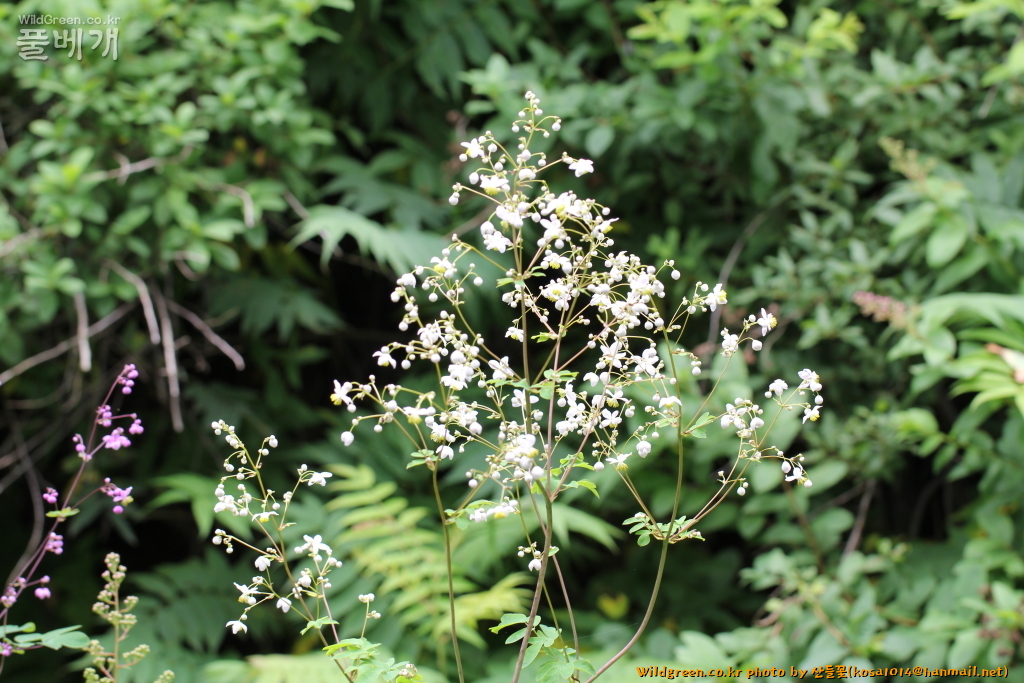 2021.07.06 금꿩의다리 흰색 (1).JPG