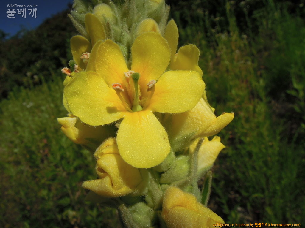 6월1일 우단담배풀개화 004.JPG : 우단 담배풀 개화