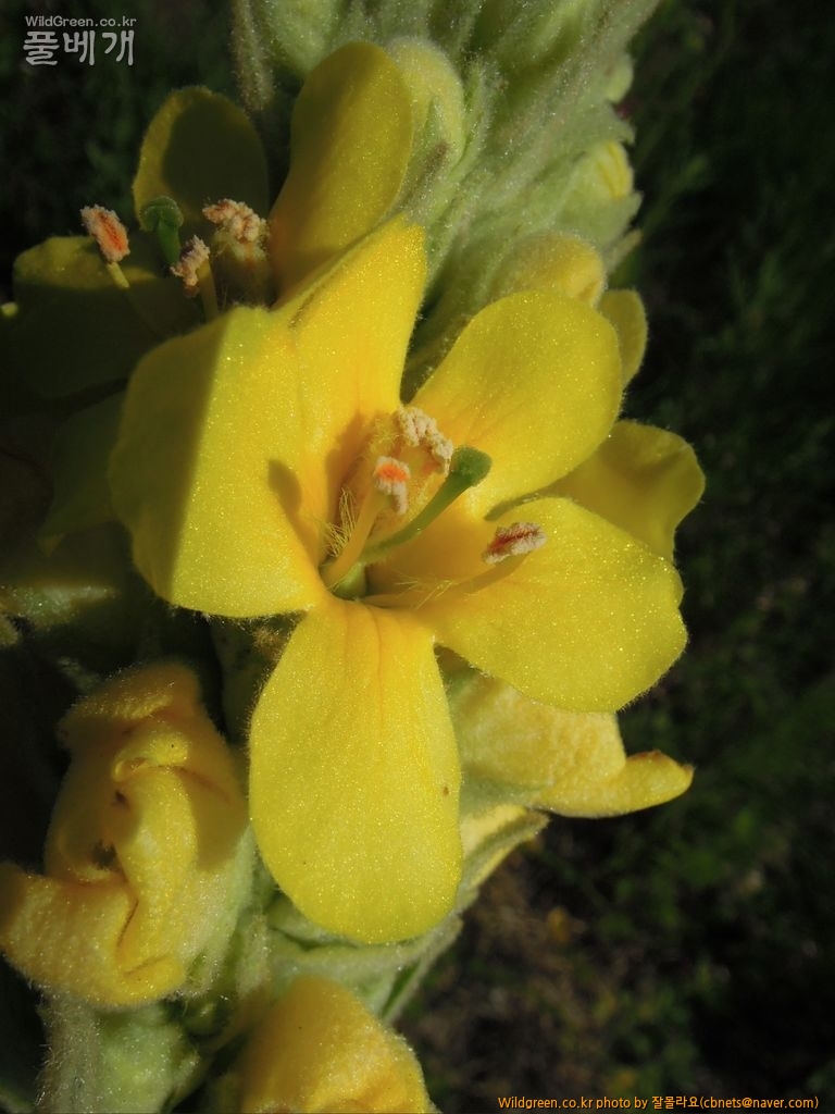 6월1일 우단담배풀개화 008.JPG : 우단 담배풀 개화