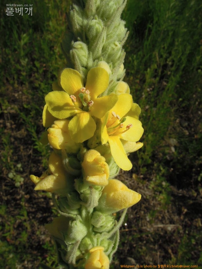 6월1일 우단담배풀개화 010.JPG : 우단 담배풀 개화