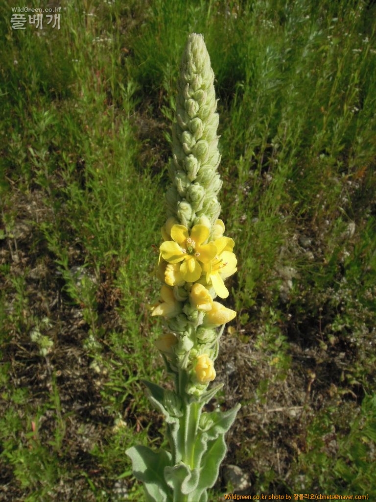 6월1일 우단담배풀개화 009.JPG : 우단 담배풀 개화