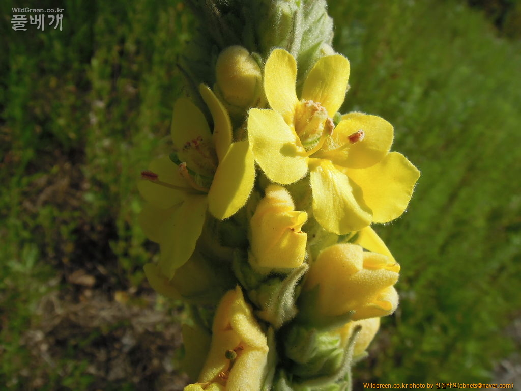 6월1일 우단담배풀개화 007.JPG : 우단 담배풀 개화