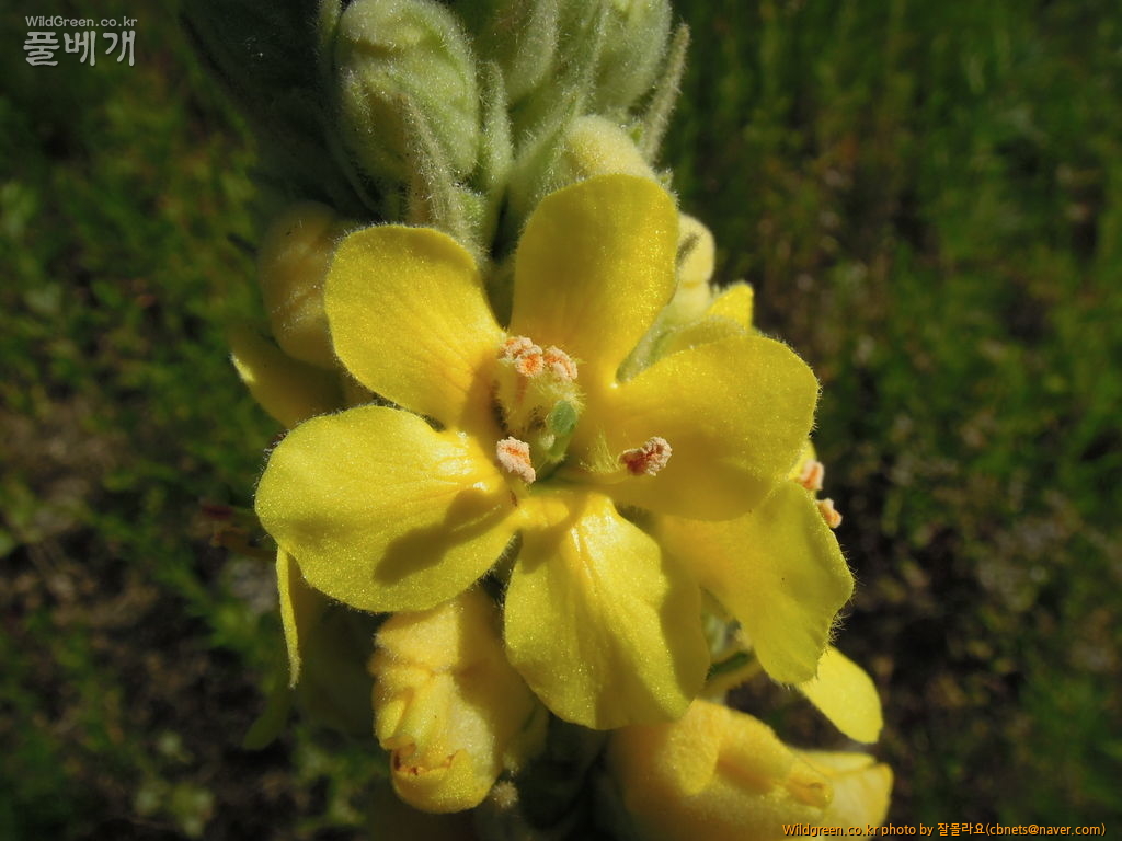 6월1일 우단담배풀개화 005.JPG : 우단 담배풀 개화