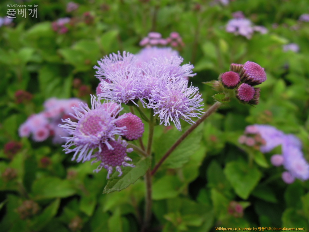 DSCN3914.jpg : 아게라톰 보라색꽃