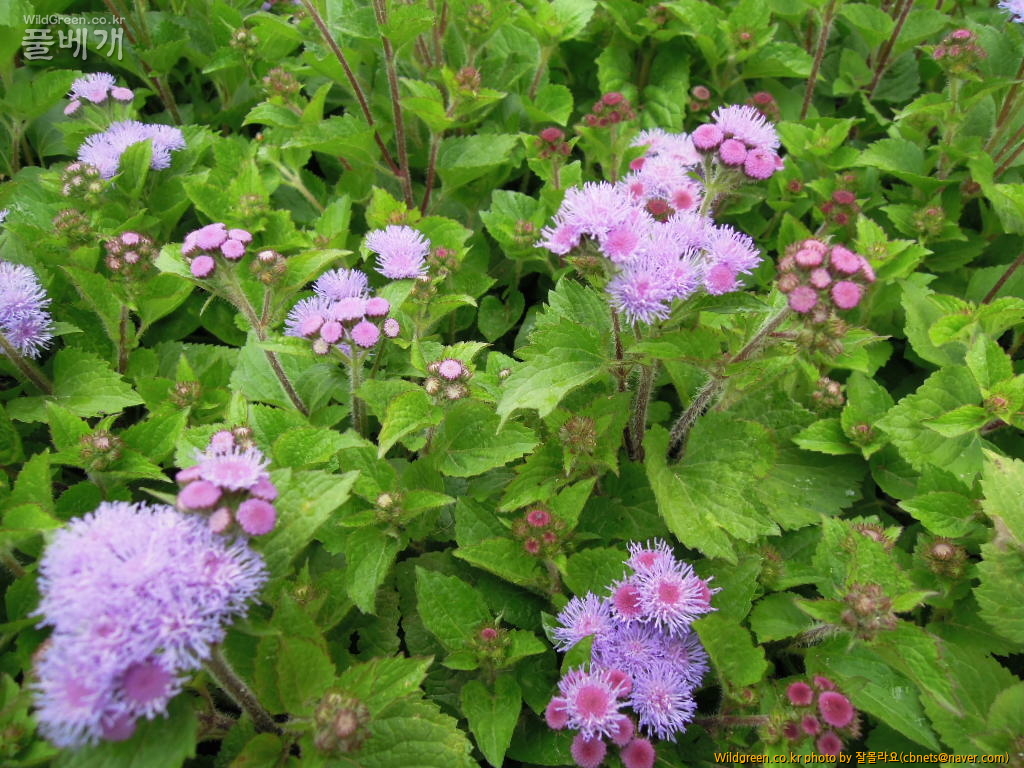 DSCN3913.jpg : 아게라톰 보라색꽃