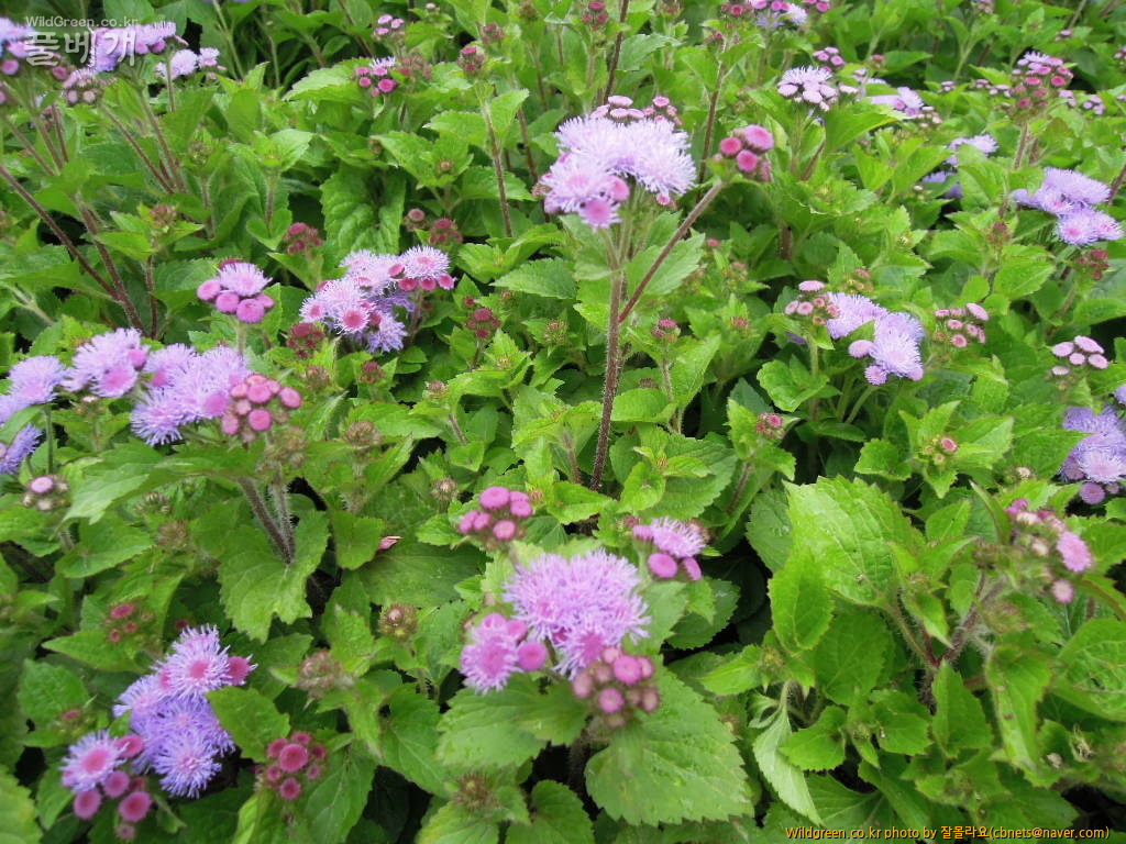 DSCN3912.jpg : 아게라톰 보라색꽃