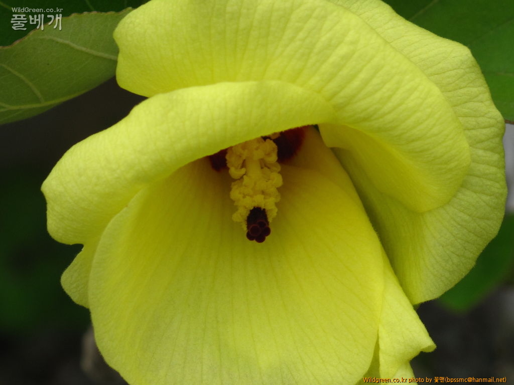 황근 (5).JPG : 황근