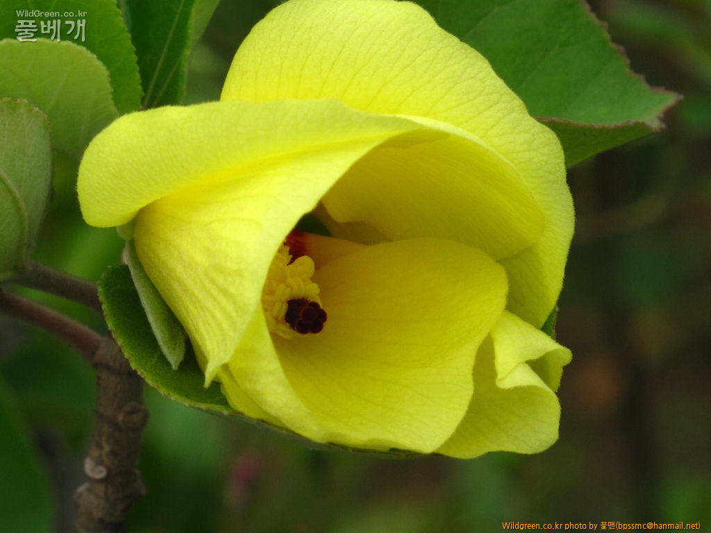 황근 (1).JPG : 황근