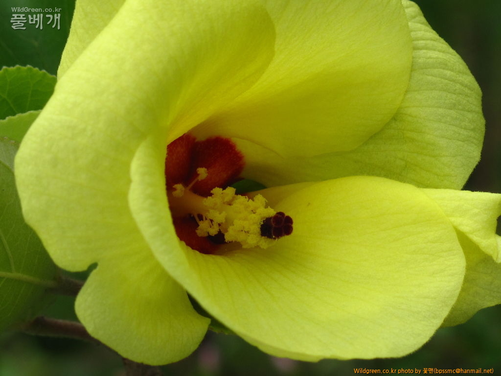 황근 (4).JPG : 황근