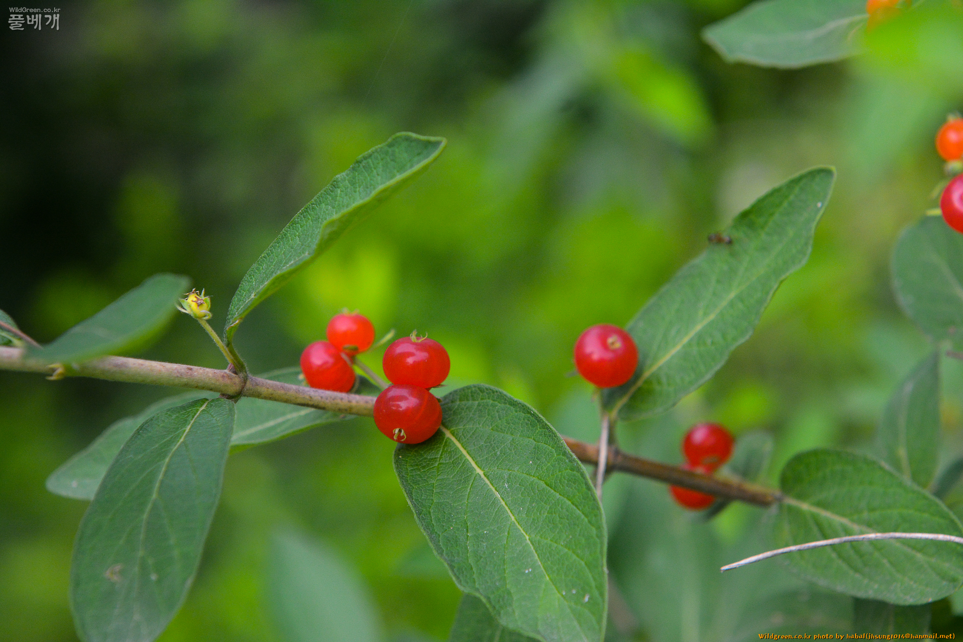 각시괴불 (2).jpg