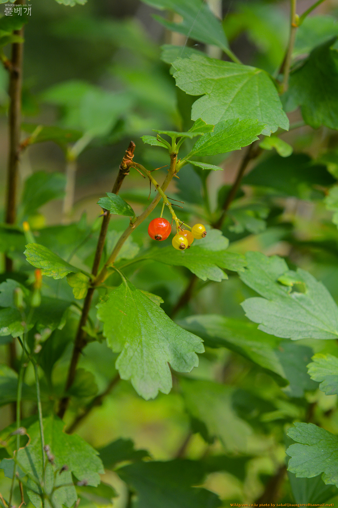 가시까치밥나무 (2).jpg