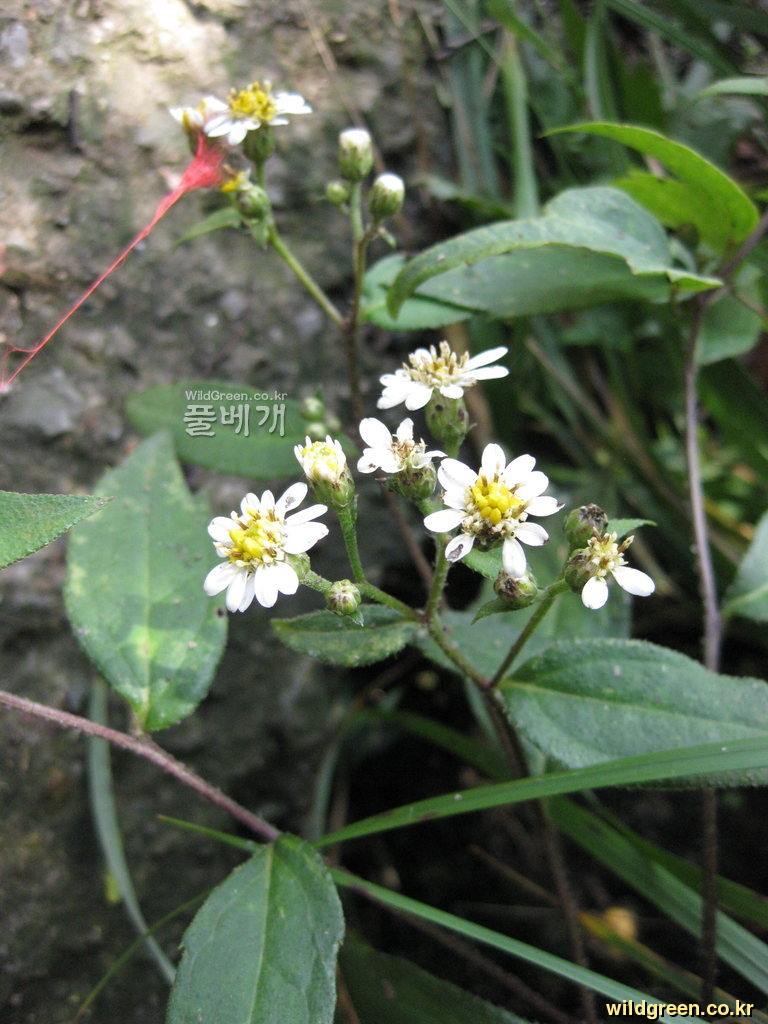 20110707 202.jpg : 날씨가 너무 좋아 어떻게 할까요? 20110707 202.jpg : 날씨가 너무 좋아 어떻게 할까요?