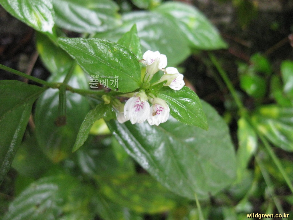 20110707 067.jpg : 날씨가 너무 좋아 어떻게 할까요? 20110707 067.jpg : 날씨가 너무 좋아 어떻게 할까요?