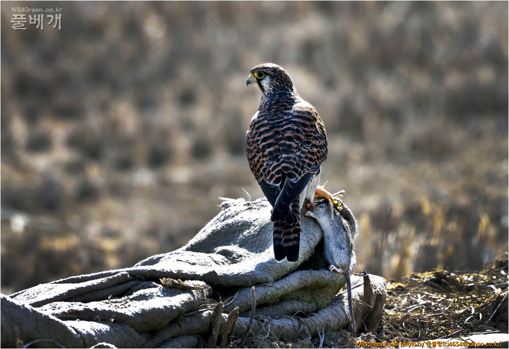 DSC_0673(16-11)-a.jpg : 황조롱이