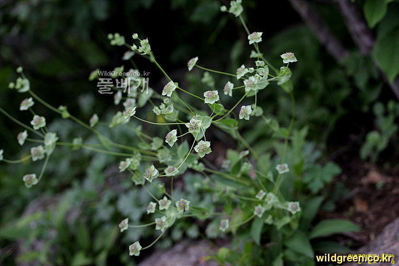 IMG_0439.jpg : 등대시호