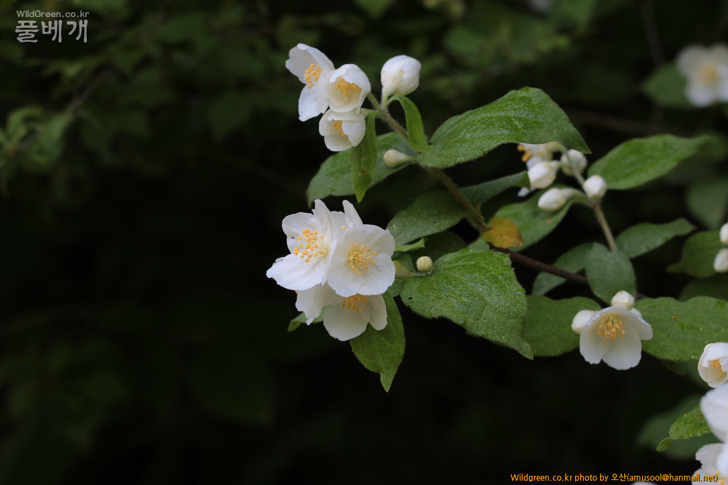 IMG_8673_007.jpg : 털고광나무