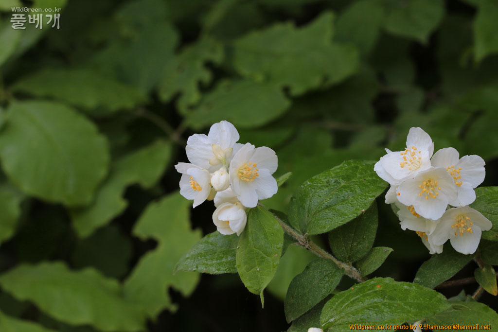 IMG_8674_008.jpg : 털고광나무