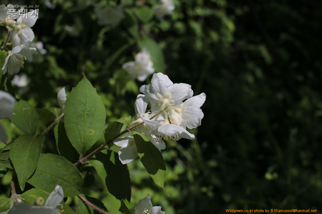 IMG_8817_009.jpg : 털고광나무