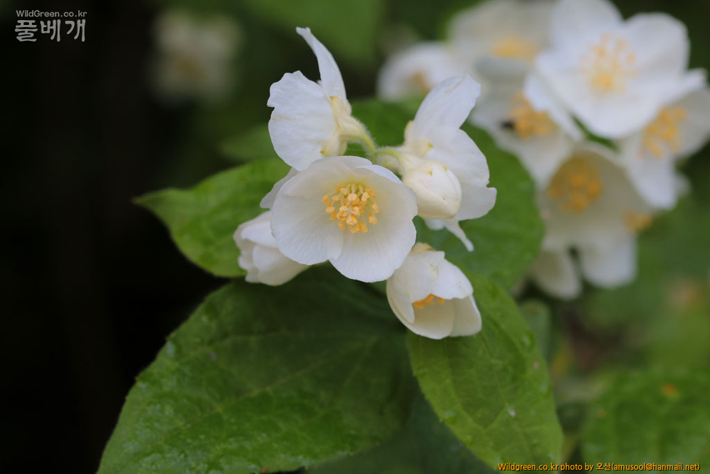 IMG_8671_005.jpg : 털고광나무