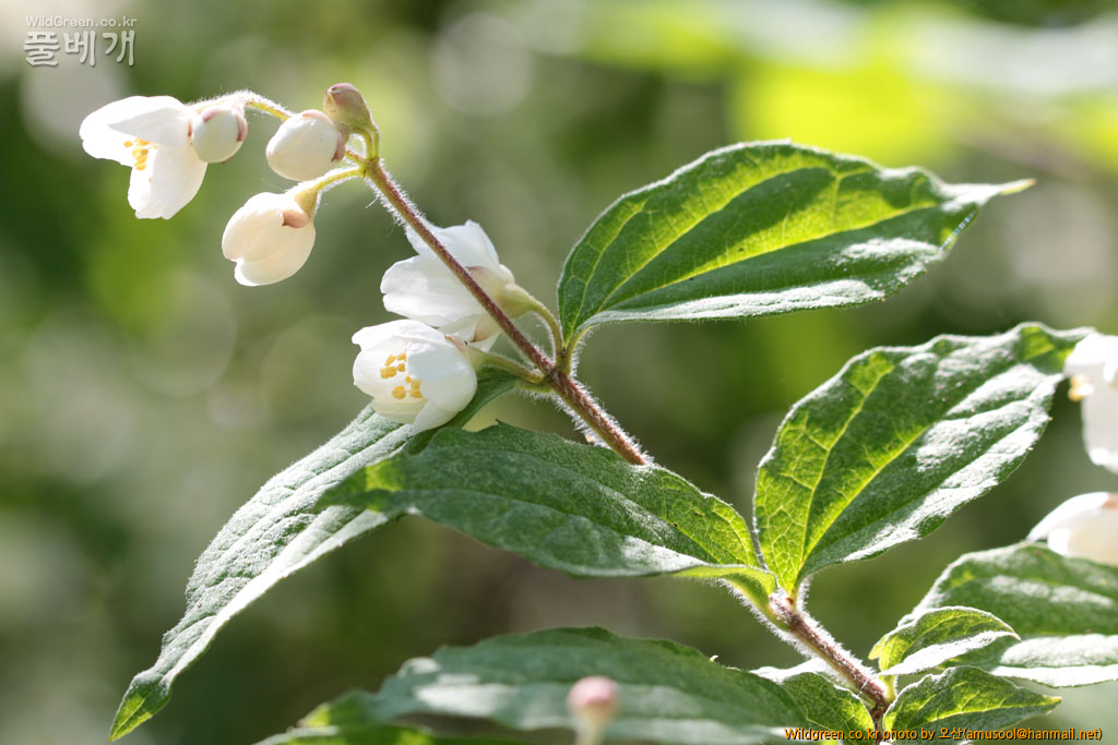 IMG_8516_002.jpg : 털고광나무