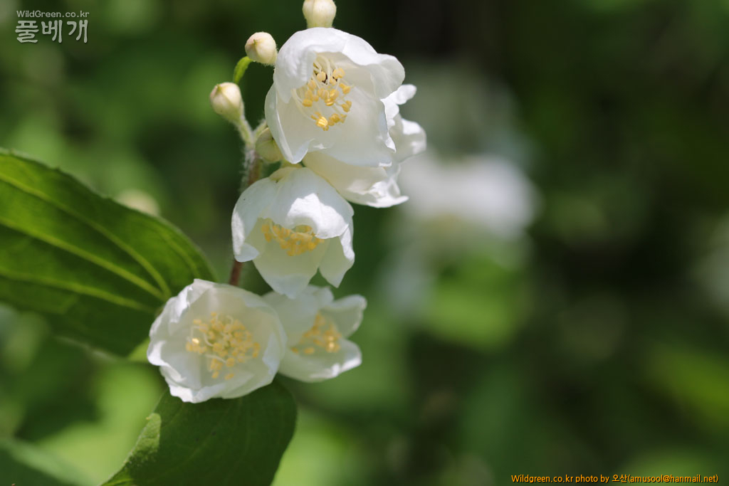 IMG_8595_004.jpg : 털고광나무