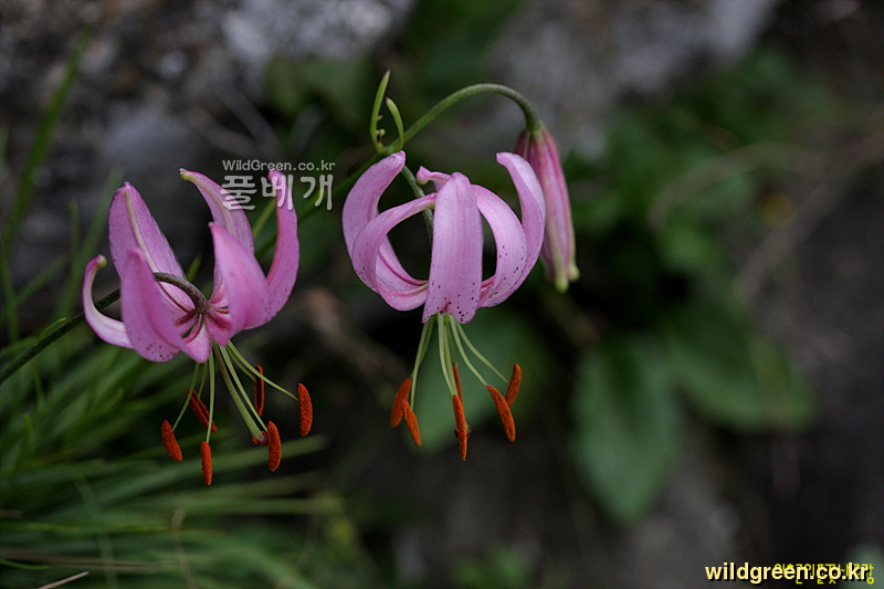 IMG_0470.jpg : 솔나리