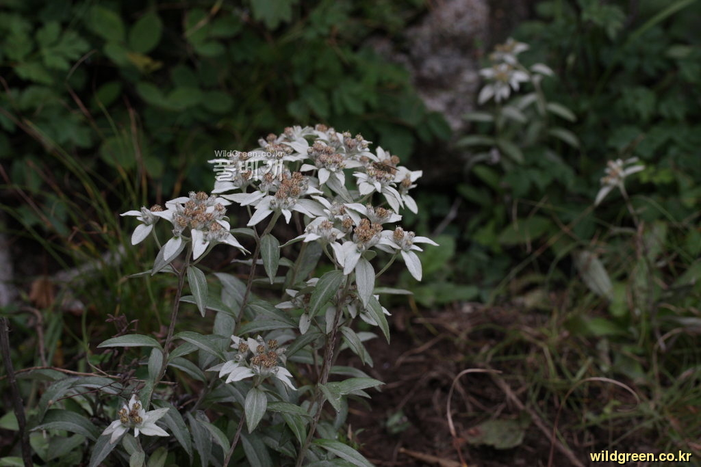 IMG_0476.JPG : 왜솜다리