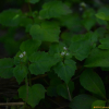 쥐털이슬(Circaea alpina L.) : 설뫼