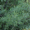 육지꽃버들(Salix schwerinii E.L.Wolf) : 산들꽃
